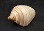 Noble Volute - Banded/Polished - Voluta Nobilis - (1 shell approx. 5.5 inches). Deeply ribbed cream colored shells. Copyright 2024 SeaShellSupply.com.