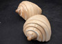 Noble Volute - Banded/Polished - Voluta Nobilis - (1 shell approx. 5.5 inches). Deeply ribbed cream colored shells. Copyright 2024 SeaShellSupply.com
