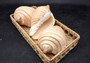 Noble Volute - Banded/Polished - Voluta Nobilis - (1 shell approx. 5.5 inches). Deeply ribbed cream colored shells. Copyright 2024 SeaShellSupply.com