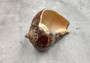 Fiber Conch - Melongena Patula - (1 shell 4+ inches). Two deep wood colored shells, one laying to show the coloring of the outside of the shell and the other showing the smoother lighter inside. Copyright 2025 SeaShellSupply.com.