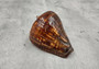Fiber Conch - Melongena Patula - (1 shell 4+ inches). Two deep wood colored shells, one laying to show the coloring of the outside of the shell and the other showing the smoother lighter inside. Copyright 2025 SeaShellSupply.com.