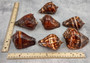 Fiber Conch - Melongena Patula - (1 shell 4+ inches). Two deep wood colored shells, one laying to show the coloring of the outside of the shell and the other showing the smoother lighter inside. Copyright 2025 SeaShellSupply.com.