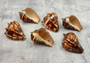 Fiber Conch - Melongena Patula - (1 shell 4+ inches). Two deep wood colored shells, one laying to show the coloring of the outside of the shell and the other showing the smoother lighter inside. Copyright 2025 SeaShellSupply.com.