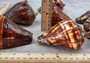 Fiber Conch - Melongena Patula - (1 shell 4+ inches). Two deep wood colored shells, one laying to show the coloring of the outside of the shell and the other showing the smoother lighter inside. Copyright 2025 SeaShellSupply.com.