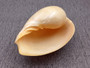 Crowned Baler - Polished (6-7 inches) - Voluta Diadema. One smooth orange tinted shell, this one showing the opening of the shell. Copyright 2025 SeaShellSupply.com.