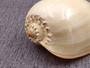 Crowned Baler - Polished (6-7 inches) - Voluta Diadema. One smooth orange tinted shell, this one showing the opening of the shell. Copyright 2025 SeaShellSupply.com.