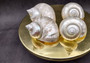 Pearlized Jade Turbo Shell - Turbo Burgessi - (1 shell 3.5-4 inches). Two white almost reflective shells, one showing the spiral and reflective side and the other showing the opening. Copyright 2024 SeaShellSupply.com.