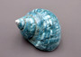 Polished Jade Green Turbo Seashell Turbo Burgessi (1 shell approx. 3+ inches) Best quality for ocean decor art projects & collecting!