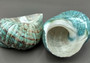 Polished Jade Green Turbo Seashell Turbo Burgessi (1 shell approx. 3+ inches) Best quality for ocean decor art projects & collecting!