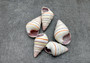 Candy Cane Landsnail (5 pcs.) - (1-1.5 inches) - Linguus Virgineus. Multiple brightly colored striped spiral shells. Copyright 2022 SeaShellSupply.com.