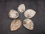 Polished White Midas Abalone Seashell (4.5-5 inches) - Haliotis Midae. Multi colored wide bottom opened spiral shell with holes along the side, mainly white though.Copyright 2022 SeaShellSupply.com.