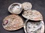Polished White Midas Abalone Seashell (4.5-5 inches) - Haliotis Midae. Multi colored wide bottom opened spiral shell with holes along the side, mainly white though.Copyright 2022 SeaShellSupply.com.