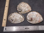 Polished White Midas Abalone Seashell (4.5-5 inches) - Haliotis Midae. Multi colored wide bottom opened spiral shell with holes along the side, mainly white though.Copyright 2022 SeaShellSupply.com.