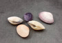 Asaphis Violaceus Clam Pairs - (5 Shell pairs approx. 1.5-2 inches). Multiple different ribbed pastel colored closed clams. Copyright 2024 SeaShellSupply.com.