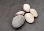 Asaphis Violaceus Clam Pairs - (5 Shell pairs approx. 1.5-2 inches). Multiple different ribbed pastel colored closed clams. Copyright 2024 SeaShellSupply.com.