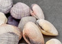Asaphis Violaceus Clam Pairs - (5 Shell pairs approx. 1.5-2 inches). Multiple different ribbed pastel colored closed clams. Copyright 2024 SeaShellSupply.com.