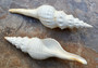 Du Petit's Spindle - Fusinus Dupetitthouarsi - (1 shell approx. 6 inches). Two white long ribbed spiral shells with a stair step curl towards to the point. Copyright 2022 SeaShellSupply.com.