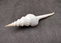 Du Petit\'s Spindle - Fusinus Dupetitthouarsi - (1 shell approx. 6 inches). White long ribbed spiral shells with a stair step curl towards to the point. Copyright 2024 SeaShellSupply.com.