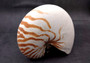 Natural Nautilus Seashell Nautilus Pompilius (1 shell approx. 6+ inches) Great shells for coastal crafting decor & collections!