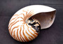 Natural Nautilus Seashell Nautilus Pompilius (1 shell approx. 6+ inches) Great shells for coastal crafting decor & collections!