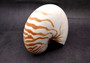 Natural Nautilus Seashell Nautilus Pompilius (1 shell approx. 6+ inches) Great shells for coastal crafting decor & collections!