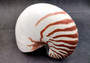 Natural Nautilus Seashell Nautilus Pompilius (1 shell approx. 6+ inches) Great shells for coastal crafting decor & collections!