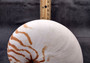 Natural Nautilus Seashell Nautilus Pompilius (1 shell approx. 6+ inches) Great shells for coastal crafting decor & collections!