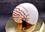 Natural Nautilus Seashell Nautilus Pompilius (1 shell approx. 6+ inches) Great shells for coastal crafting decor & collections!