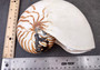 Natural Nautilus Seashell Nautilus Pompilius (1 shell approx. 6+ inches) Great shells for coastal crafting decor & collections!