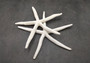 Finger Starfish White Linckia Laevigata (2 stars approx. 10-11+ inches) White long star fish with several little holes. Copyright 2024 SeaShellSupply.com.