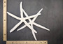 Finger Starfish White Linckia Laevigata (2 stars approx. 10-11+ inches) White long star fish with several little holes. Copyright 2024 SeaShellSupply.com.