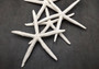 Finger Starfish White Linckia Laevigata (2 stars approx. 10-11+ inches) White long star fish with several little holes. Copyright 2024 SeaShellSupply.com.