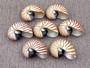 Baby Natural Nautilus Seashell - Nautilus Pompilius - (1 shell approx. 3-4 inches). One white and brown stripped spiral shell. Copyright 2022 SeaShellSupply.com.