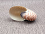 Baby Natural Nautilus Seashell - Nautilus Pompilius - (1 shell approx. 3-4 inches). One white and brown stripped spiral shell. Copyright 2022 SeaShellSupply.com.