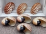 Baby Natural Nautilus Seashell - Nautilus Pompilius - (1 shell approx. 3-4 inches). One white and brown stripped spiral shell. Copyright 2022 SeaShellSupply.com.