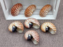 Baby Natural Nautilus Seashell - Nautilus Pompilius - (1 shell approx. 3-4 inches). One white and brown stripped spiral shell. Copyright 2022 SeaShellSupply.com.