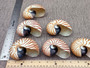 Baby Natural Nautilus Seashell - Nautilus Pompilius - (1 shell approx. 3-4 inches). One white and brown stripped spiral shell. Copyright 2022 SeaShellSupply.com.