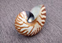 Baby Natural Nautilus Seashell - Nautilus Pompilius - (1 shell approx. 3-4 inches). One white and brown stripped spiral shell. Copyright 2025 SeaShellSupply.com.