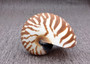 Baby Natural Nautilus Seashell - Nautilus Pompilius - (1 shell approx. 3-4 inches). One white and brown stripped spiral shell. Copyright 2025 SeaShellSupply.com.