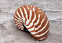 Baby Natural Nautilus Seashell - Nautilus Pompilius - (1 shell approx. 3-4 inches). One white and brown stripped spiral shell. Copyright 2022 SeaShellSupply.com.