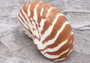 Baby Natural Nautilus Seashell - Nautilus Pompilius - (1 shell approx. 3-4 inches). One white and brown stripped spiral shell. Copyright 2022 SeaShellSupply.com.