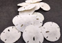 Florida Keyhole Sand Dollar - Mellita Quinquiesperforata - (10 sand dollars approx. 1-1.25 inches). Multiple white Sand Dollars spread out. Copyright 2024 SeaShellSupply.com