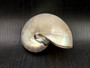 Baby Pearl Nautilus Seashell - Nautilus Pompilius - (1 shell approx. 4-5 Inches). One cream pearl colored shell. Copyright 2024 SeaShellSupply.com