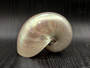 Baby Pearl Nautilus Seashell - Nautilus Pompilius - (1 shell approx. 4-5 Inches). One cream pearl colored shell. Copyright 2024 SeaShellSupply.com