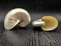 Baby Pearl Nautilus Seashell - Nautilus Pompilius - (1 shell approx. 4-5 Inches). One cream pearl colored shell. Copyright 2024 SeaShellSupply.com
