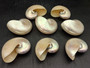 Baby Pearl Nautilus Seashell - Nautilus Pompilius - (1 shell approx. 4-5 Inches). One cream pearl colored shell. Copyright 2024 SeaShellSupply.com