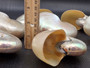 Baby Pearl Nautilus Seashell - Nautilus Pompilius - (1 shell approx. 4-5 Inches). One cream pearl colored shell. Copyright 2024 SeaShellSupply.com