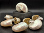 Baby Pearl Nautilus Seashell - Nautilus Pompilius - (1 shell approx. 4-5 Inches). One cream pearl colored shell. Copyright 2024 SeaShellSupply.com