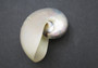 Nautilus Pearlized Seashell Nautilus Pompilius (1 shell approx. 4-5 inches)