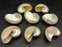 Pearlized Nautilus Seashell Polished Nautilus Pompilius (1 shell approx. 4+ inches) Pearlized Nautilus Shell for coastal decor & collecting!